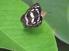 Phaedyma columella singa