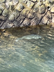 Acanthopagrus schlegelii