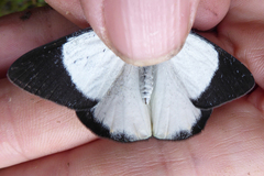 Delias microsticha flavopicta