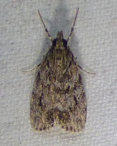 Many-spotted Scoparia Moth photo 3