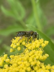 Andrena alleghaniensis