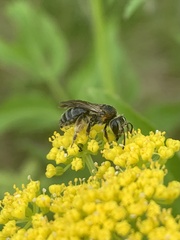 Andrena alleghaniensis