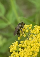 Andrena alleghaniensis
