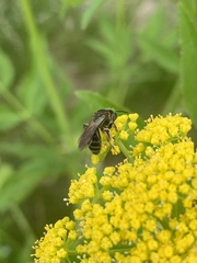 Andrena alleghaniensis