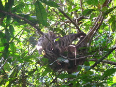 Choloepus didactylus