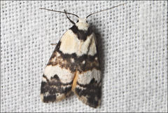 Thallarcha albicollis