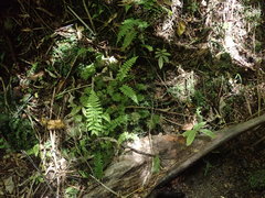 Dendrohypopterygium filiculiforme