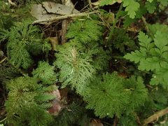 Dendrohypopterygium filiculiforme