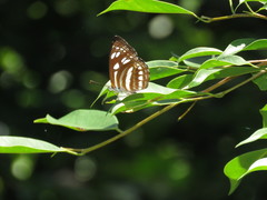 Phaedyma columella singa