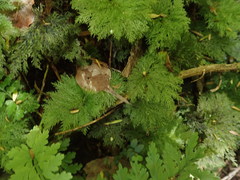 Dendrohypopterygium filiculiforme