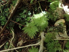 Dendrohypopterygium filiculiforme