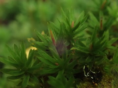Pogonatum subulatum