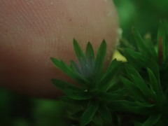 Pogonatum subulatum