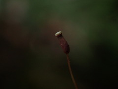 Pogonatum subulatum