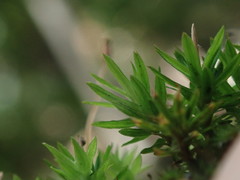 Pogonatum subulatum