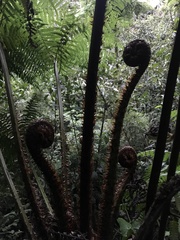 Cyathea boconensis