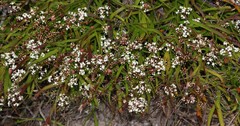 Platysace compressa