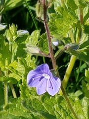 Veronica chamaedrys