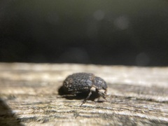 Trox scaber