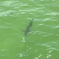 Carcharhinus limbatus