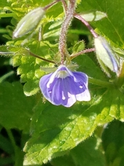 Veronica chamaedrys