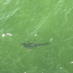 Carcharhinus limbatus