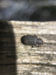 Trox scaber
