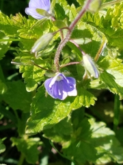 Veronica chamaedrys