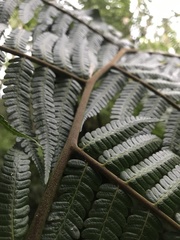 Cyathea boconensis