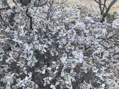 Buddleja marrubiifolia