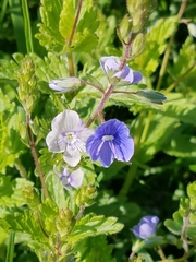 Veronica chamaedrys
