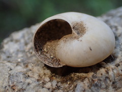 Sonorelix borregoensis