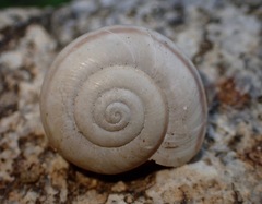 Sonorelix borregoensis