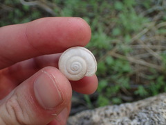 Sonorelix borregoensis