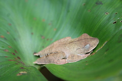 Boana calcarata