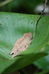 Boana calcarata