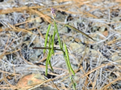 Boechera serpenticola