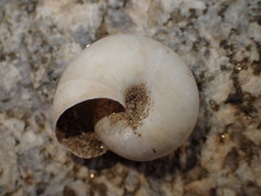 Sonorelix borregoensis