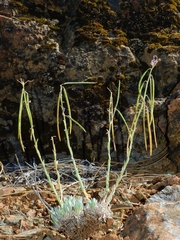 Boechera serpenticola