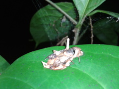 Ophiocordyceps dipterigena