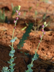 Streptanthus barbatus