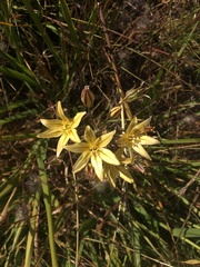 Triteleia