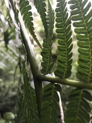 Cyathea boconensis