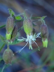 Silene campanulata