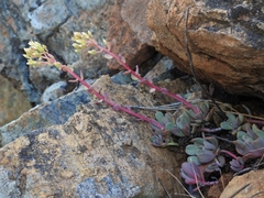 Sedum flavidum