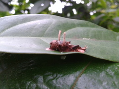 Ophiocordyceps dipterigena