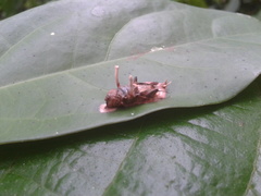 Ophiocordyceps dipterigena