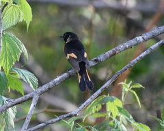 Setophaga ruticilla image