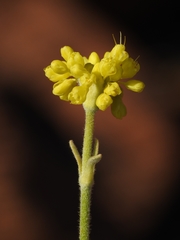 Eriogonum libertini