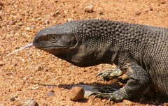 Varanus albigularis